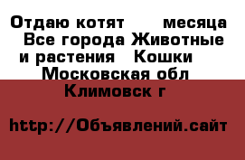 Отдаю котят. 1,5 месяца - Все города Животные и растения » Кошки   . Московская обл.,Климовск г.